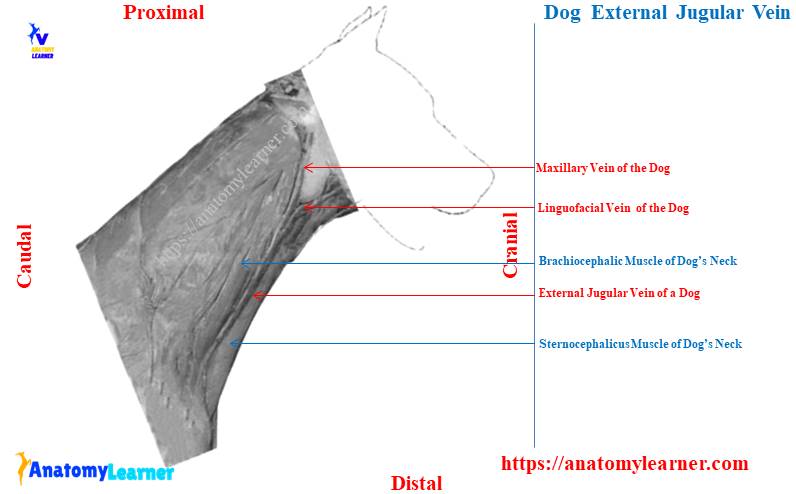 Dog External Jugular Vein Anatomy Diagram
