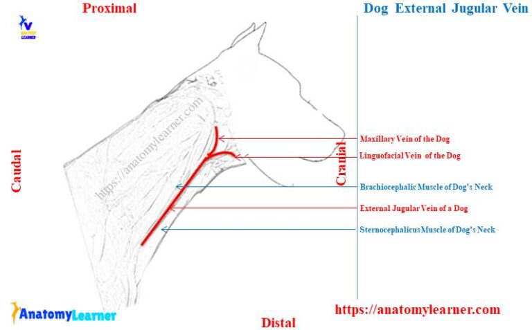 Dog Jugular Vein Anatomy - Location and Blood Collection with Diagram ...