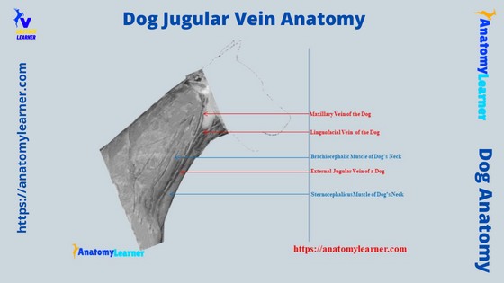 Dog Jugular Vein Anatomy Labeled Diagram