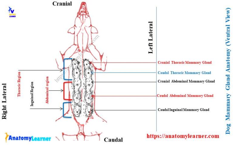 Dog Mammary Gland Anatomy - Numbers, Name, and Location of Canine Mamma