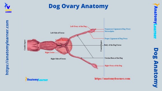 Dog Ovary Anatomy - Location, Shape , and Ligaments