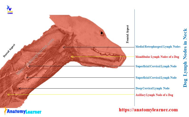 mediastinal lymph nodes in dogs