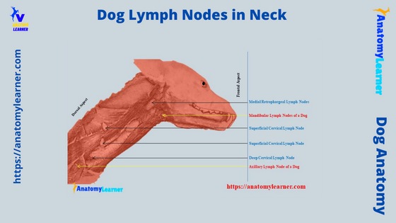 Dog Lymph Nodes in Neck - Location