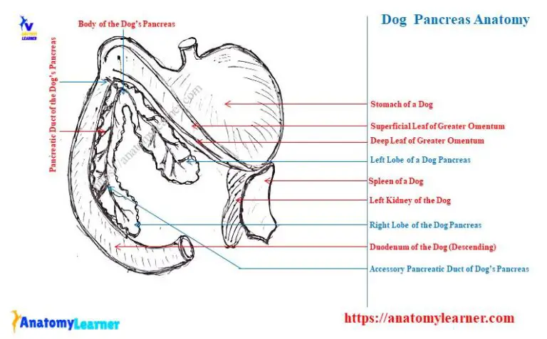 Dog Pancreas Anatomy - Location and Lobes with Diagram » AnatomyLearner ...