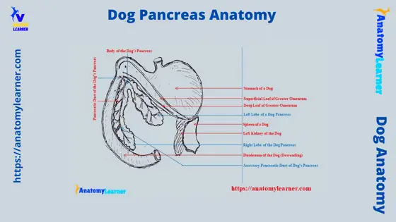 Dog Pancreas Anatomy Diagram