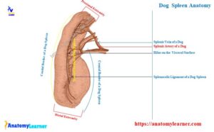 Dog Spleen Anatomy - Location, Normal Size, and Shape with Diagram ...
