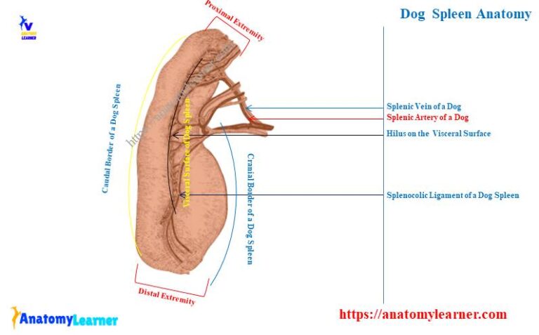 Dog Spleen Anatomy Location Normal Size And Shape With Diagram   Dog Spleen Anatomy 768x477 