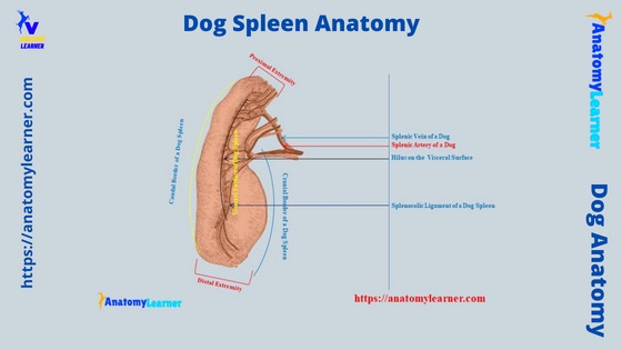Dog Spleen Anatomy - Location and Size with Diagram