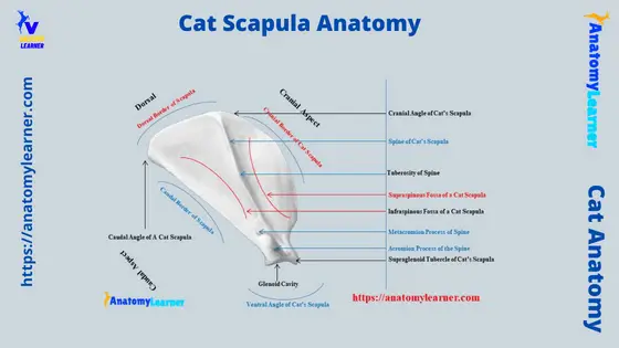 Cat Scapula Bone Anatomy with Labeled Diagram