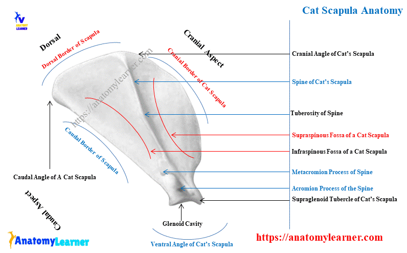 Cat Scapula Bone Anatomy