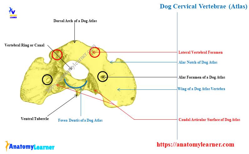 Dog Cervical Vertebrae Anatomy (Atlas) with Labeled Diagram