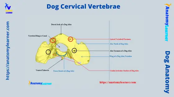 Dog Cervical Vertebrae Anatomy with Labelled Diagram