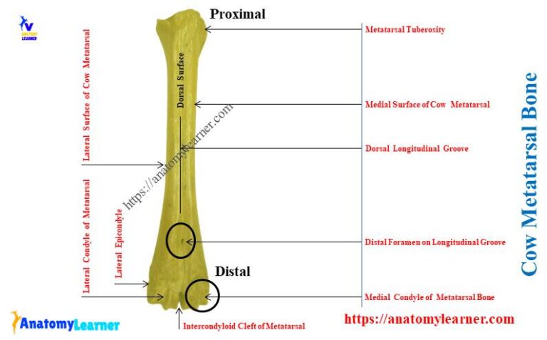 Cow Metatarsal Bone - How Many Metatarsals Does a Cow Have ...