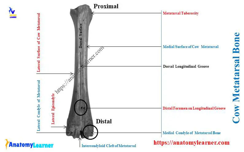 Cow Metatarsal Bones Anatomy