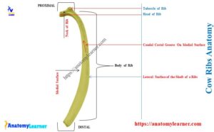 How Many Ribs Does a Cow Have - Cow Ribs Bone Anatomy » AnatomyLearner