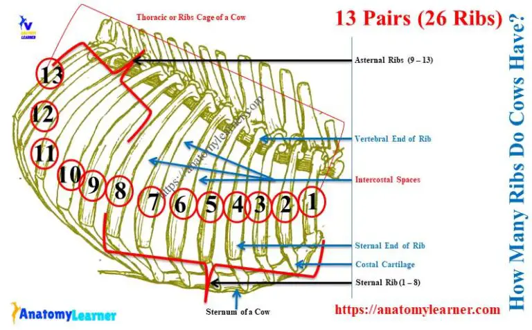 How Many Ribs Does A Cow Have Cow Ribs Bone Anatomy AnatomyLearner 