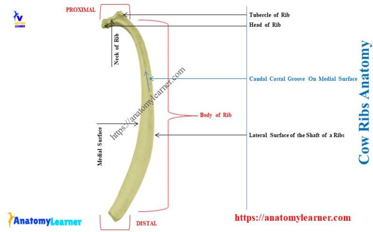 how-many-ribs-does-a-cow-have-cow-ribs-bone-anatomy-anatomylearner