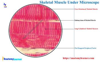 skeletal muscle under microscope labeled