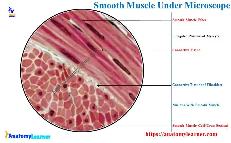 Smooth Muscle Under Microscope