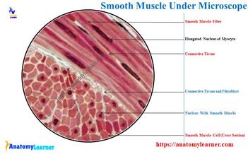 labeled smooth muscle diagram