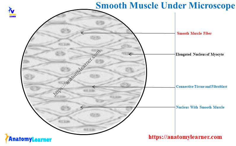 Smooth Muscle Under Microscope Labeled Diagram - Longitudinal Section