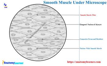 smooth muscle tissue labeled cell membrane