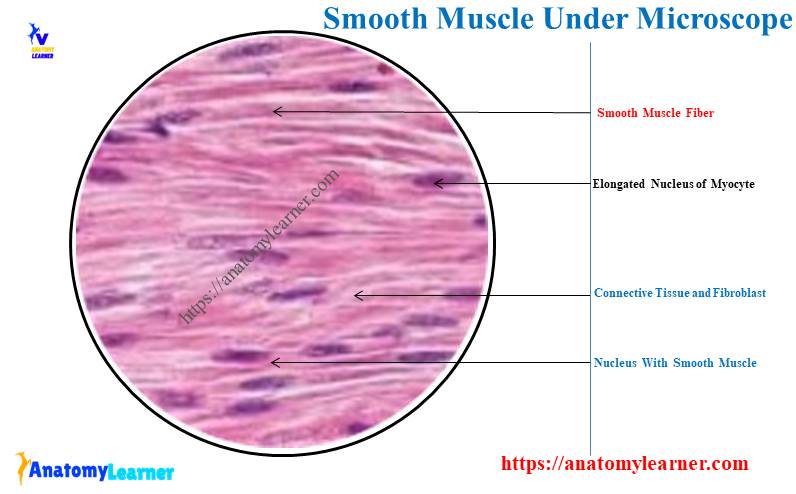 Smooth Muscle Under a Light Microscope