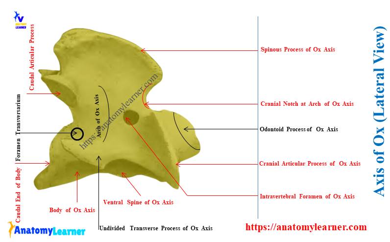 Axis of Ox (Lateral View)