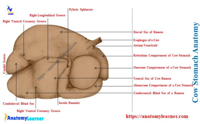 Cow Stomach Anatomy - Rumen, Reticulum, Omasum, and Abomasum ...