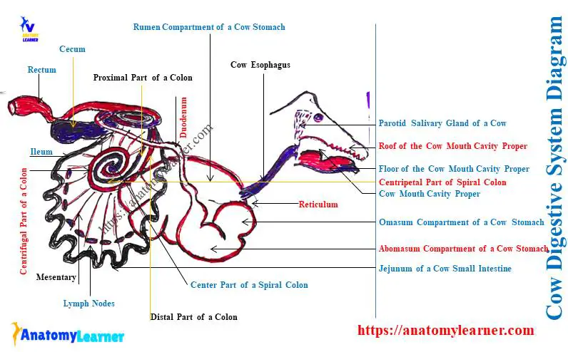 Cow Digestive System Diagram