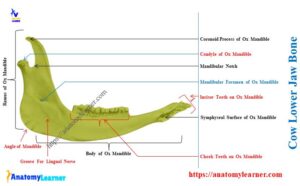 Cow Jaw Bone - Identification along with Teeth » AnatomyLearner >> The ...