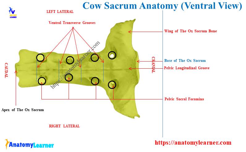 Cow Sacrum Bone Anatomy (Ventral View)