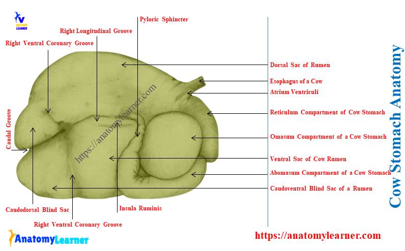 Cow Stomach Anatomy