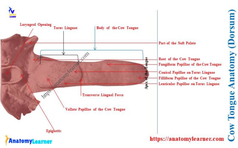 Cow Tongue Anatomy - Torus Linguae, Lingual Fossa, and Papillae ...