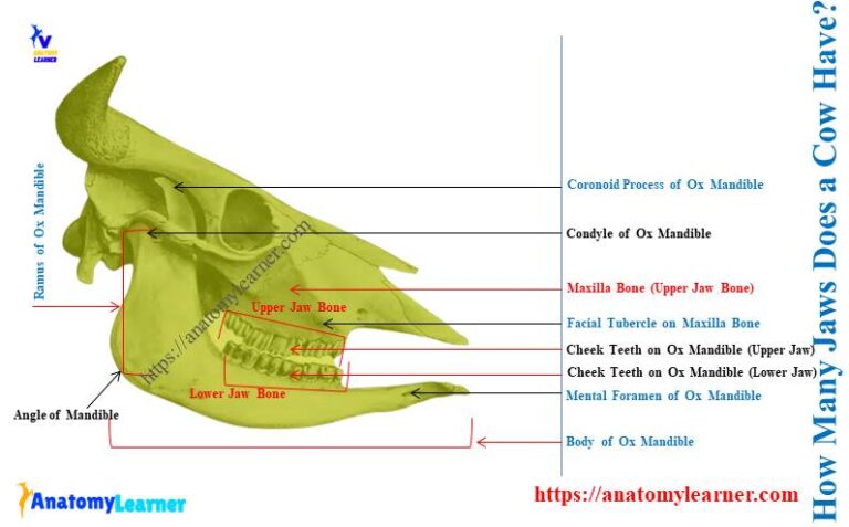 Cow Jaw Bone - Identification along with Teeth » AnatomyLearner >> The ...