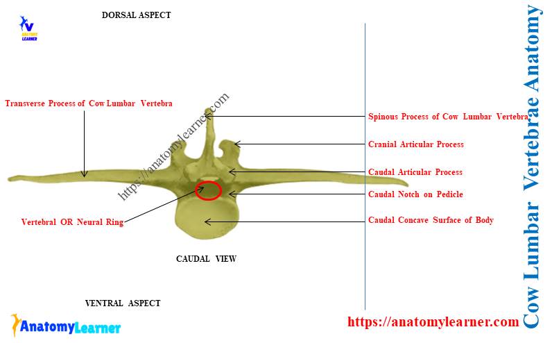 Cow lumbar vertebrae Anatomy Diagram
