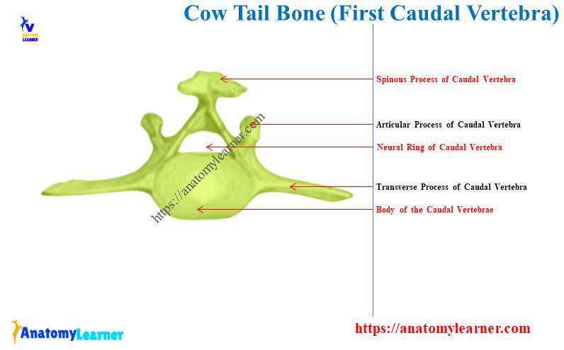 First Coccygeal Vertebra of Cow (Caudal)