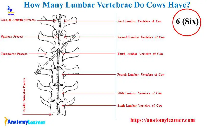 How many lumbar vertebrae do cows have