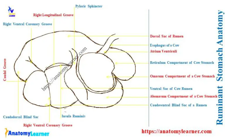 Ruminant Stomach Anatomy