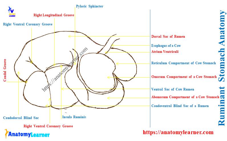 Ruminant Stomach Anatomy Diagram