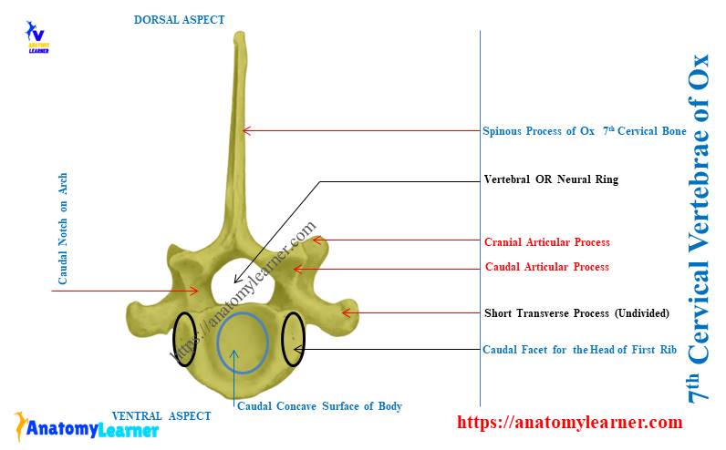 Seventh Cervical Vertebrae of Ox - Caudal View
