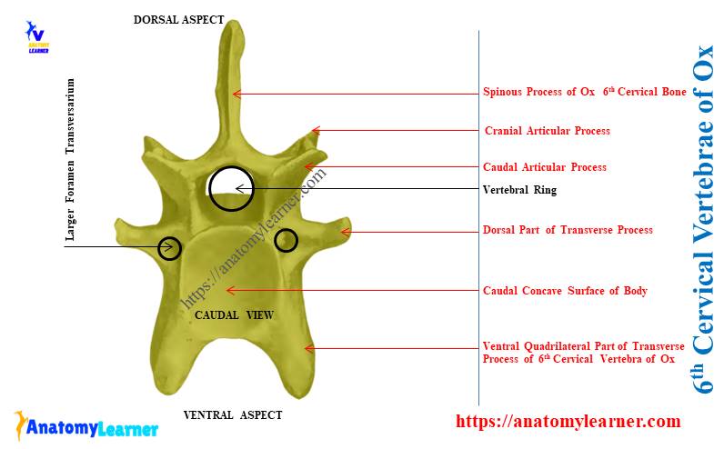 Sixth Cervical Vertebrae of Ox (6th) - Caudal View