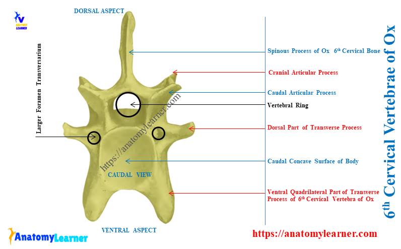 Sixth Cervical Vertebrae of Ox Anatomy (6th) - Caudal View