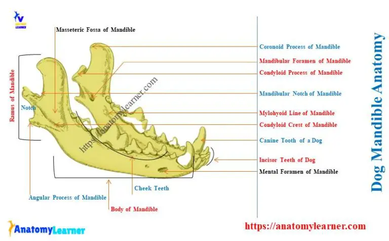 Dog Mandible Anatomy - Canine Mandibular Body and Ramus ...