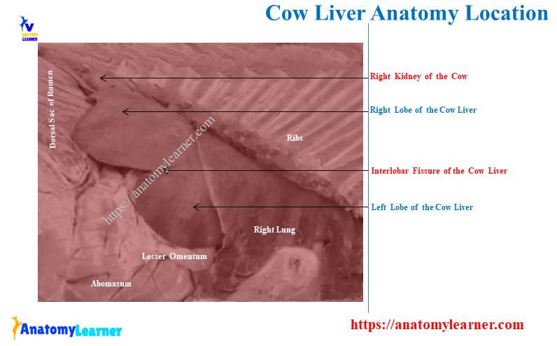 Cow Liver Anatomy (Location and Lobes)