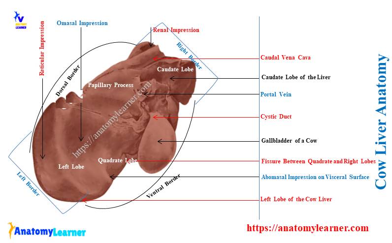 Cow Liver Anatomy (Visceral Surface)
