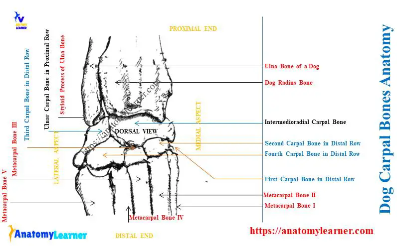 Dog Carpus Anatomy