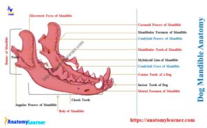 Dog Mandible Anatomy - Canine Mandibular Body and Ramus ...