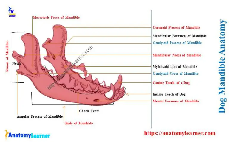 Dog Mandible Anatomy - vrogue.co