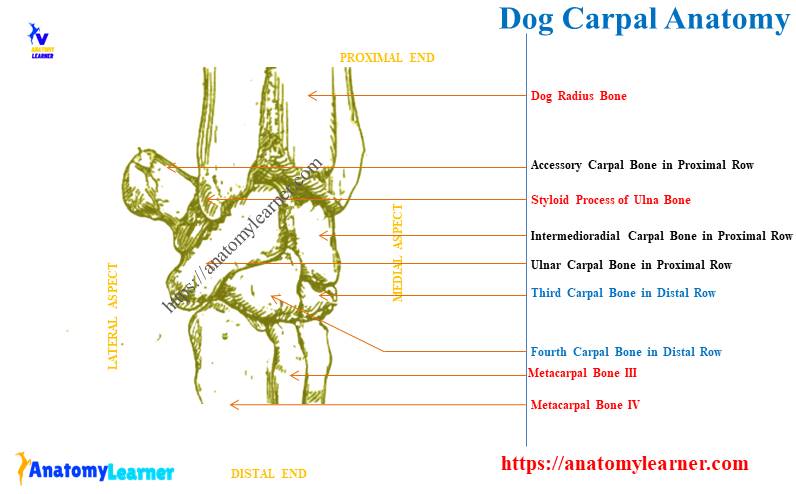 Dog Manus Anatomy (Dorsolateral View)